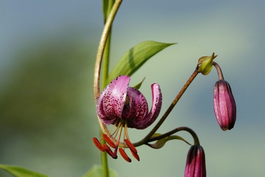 Türkenbundlilie (Lilium martagon) — Pflanzenfoto
