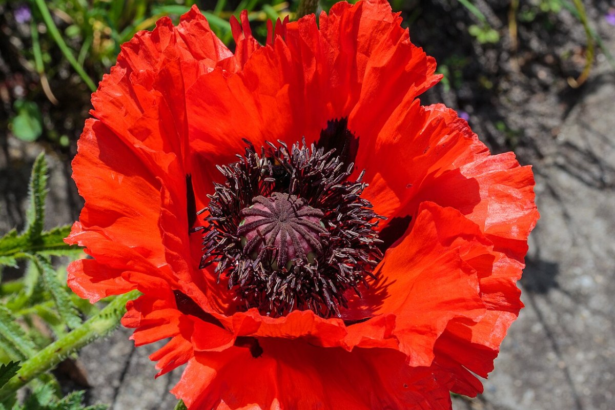 Türkischer Mohn (Papaver orientale) — Pflanzenfoto