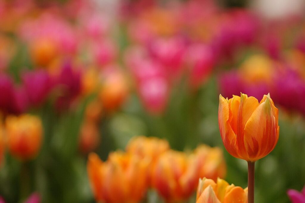 Tulpe (Tulipa) — Pflanzenfoto
