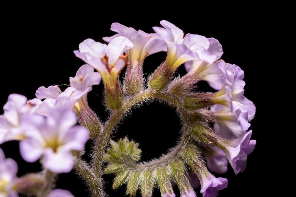 Vanilleblume (Heliotropium arborescens) — Pflanzenfoto