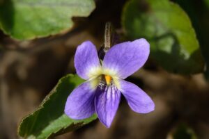 Veilchen blau