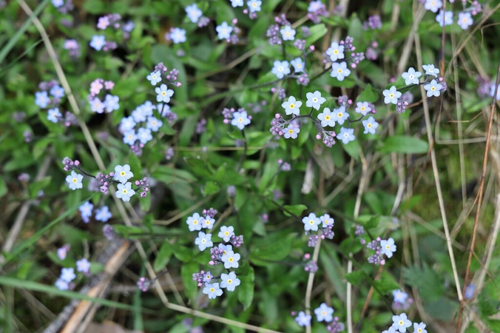 Vergissmeinnicht (Myosotis sylvatica) — Pflanzenfoto