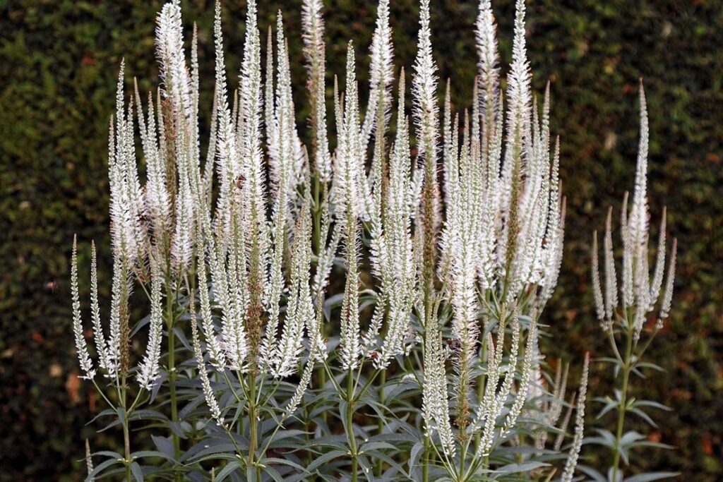 Virginischer Ehrenpreis (Veronica virginica) — Pflanzenfoto