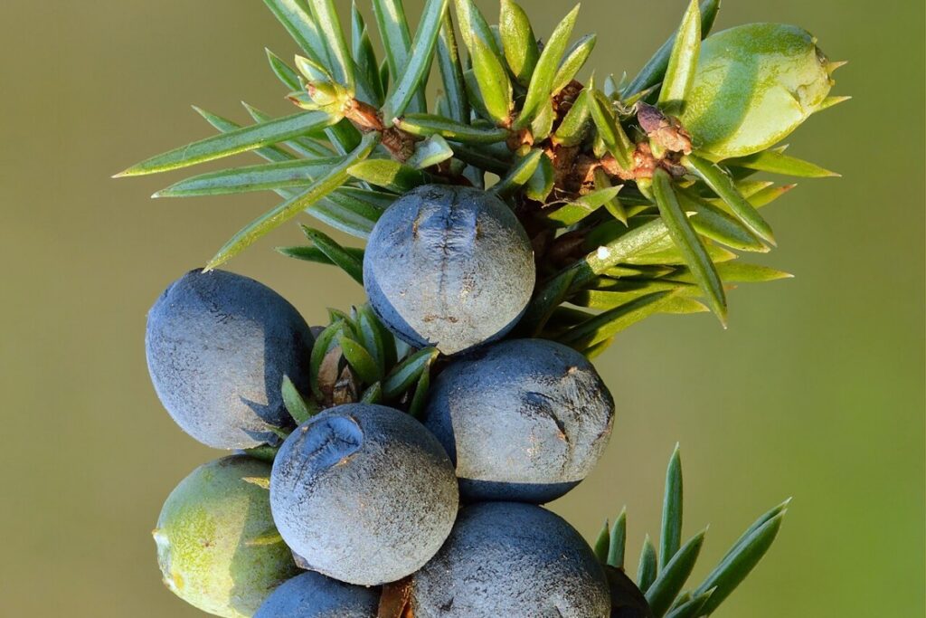 Wacholder (Juniperus communis) — Pflanzenfoto