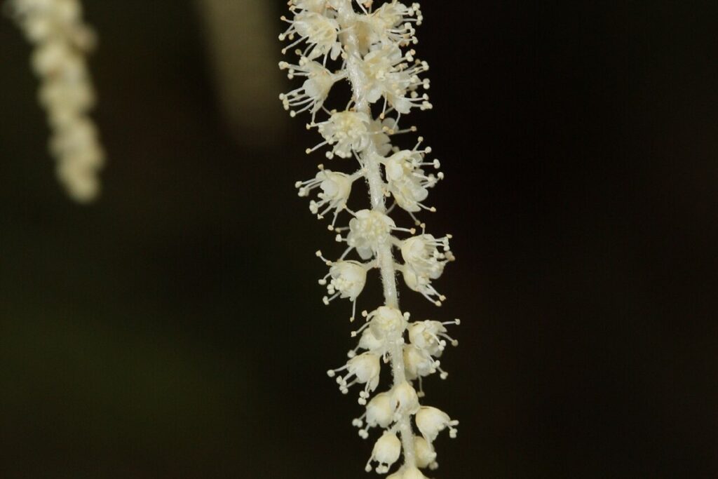 Waldgeißbart (Aruncus dioicus) — Pflanzenfoto