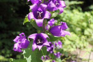 Waldglockenblume