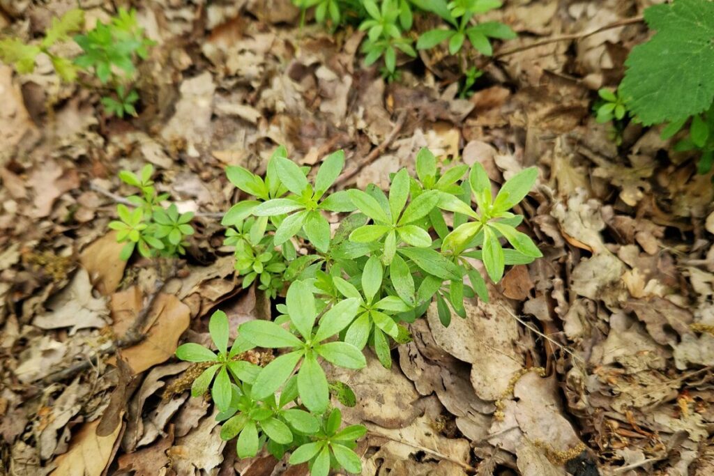 Waldmeister (Galium odoratum) — Pflanzenfoto