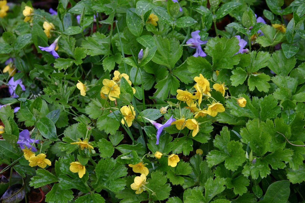 Waldsteinie (Waldsteinia fragarioides) — Pflanzenfoto