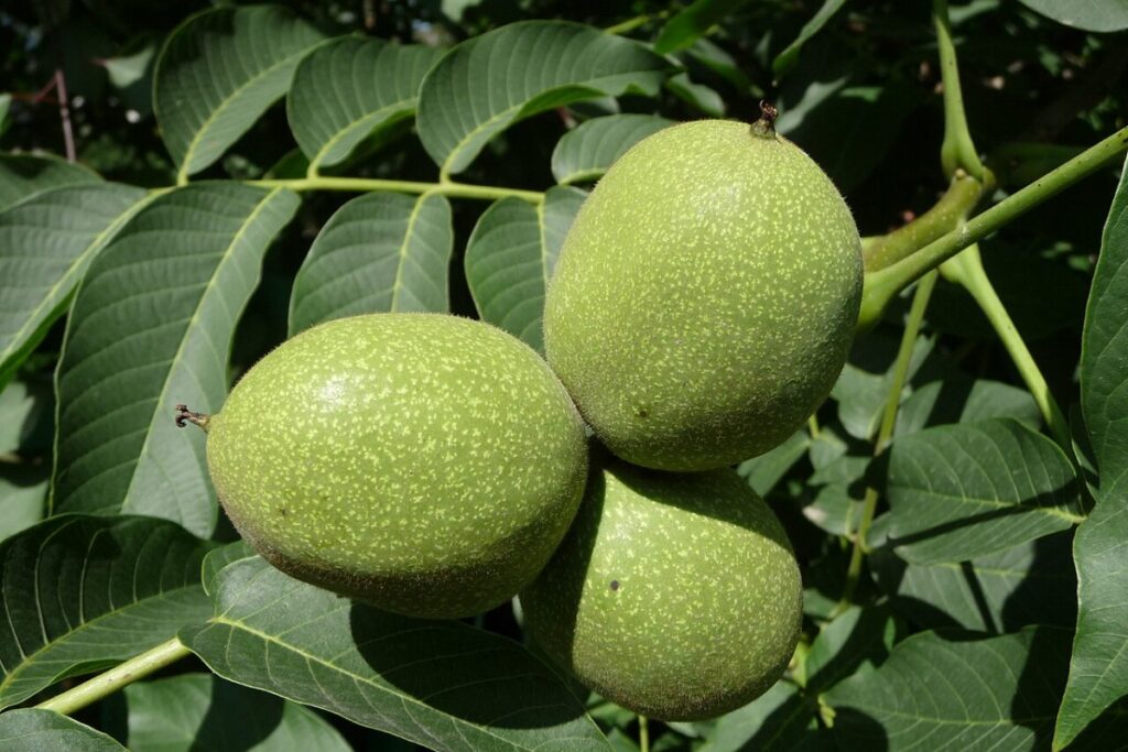 Walnussbaum (Juglans regia) — Pflanzenfoto
