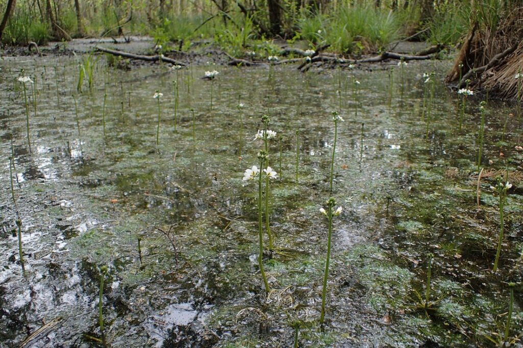 Wasserfeder (Hottonia palustris) — Pflanzenfoto