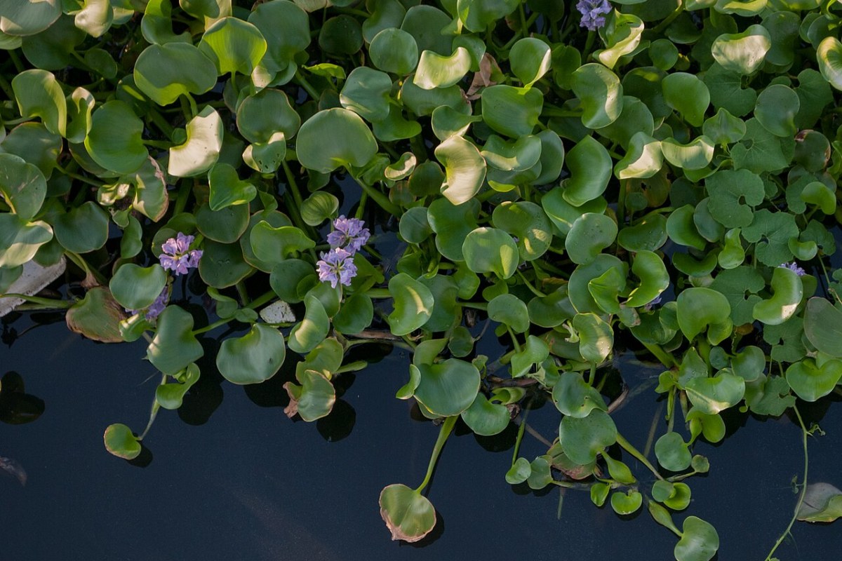 Wasserhyazinthe (Eichhornia crassipes) — Pflanzenfoto