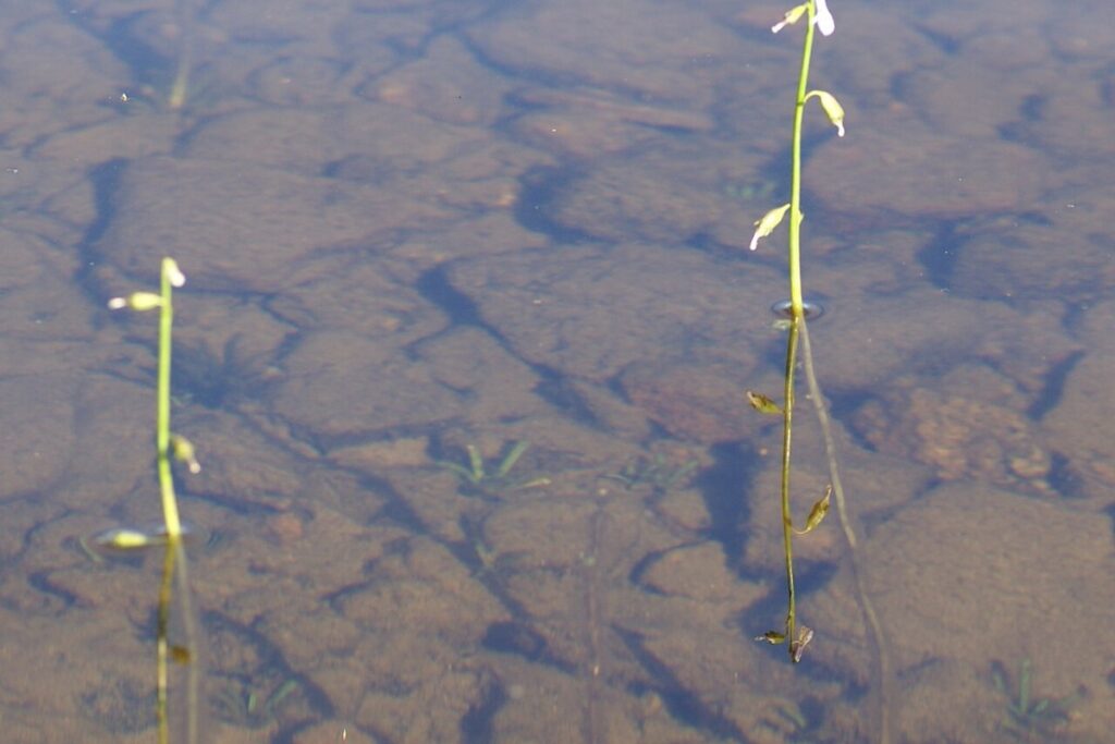 Wasserlobelie (Lobelia dortmanna) — Pflanzenfoto