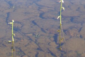 Wasserlobelie