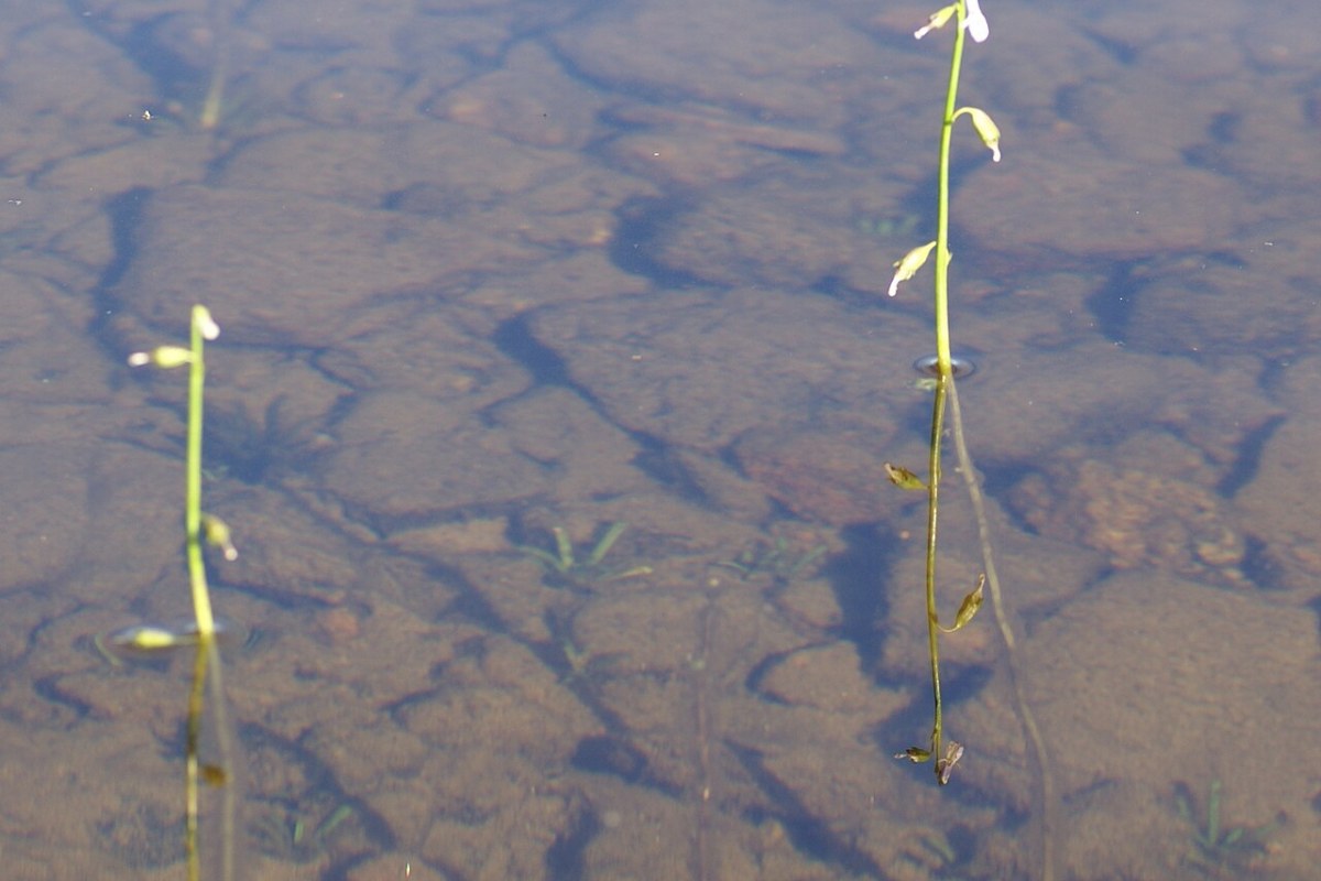 Wasserlobelie (Lobelia dortmanna) — Pflanzenfoto