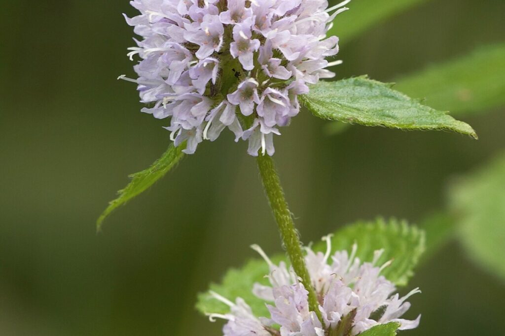 Wasserminze (Mentha aquatica) — Pflanzenfoto