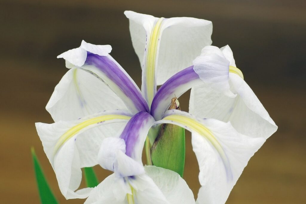 Wasserschwertlilie (Iris laevigata) — Pflanzenfoto