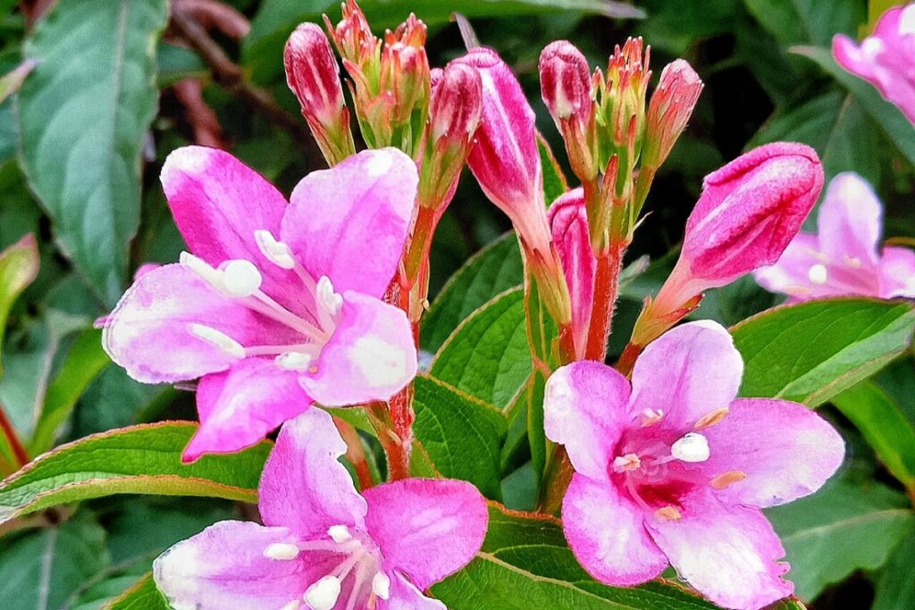 Weigelie (Weigela) — Pflanzenfoto
