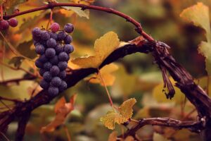 Weinrebe