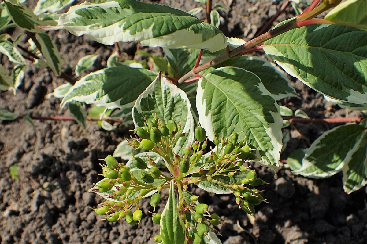 Weißbunte Kornelkirsche (Cornus alba 'Sibirica Variegata') — Pflanzenfoto