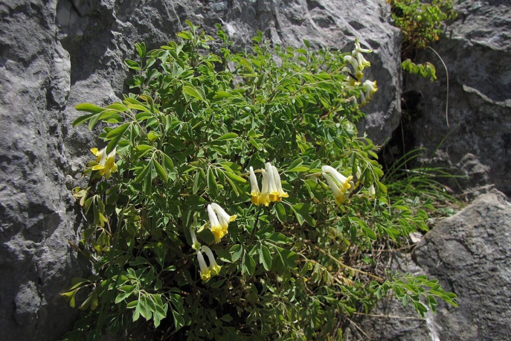 Weißer Lerchensporn (Pseudofumaria alba) — Pflanzenfoto