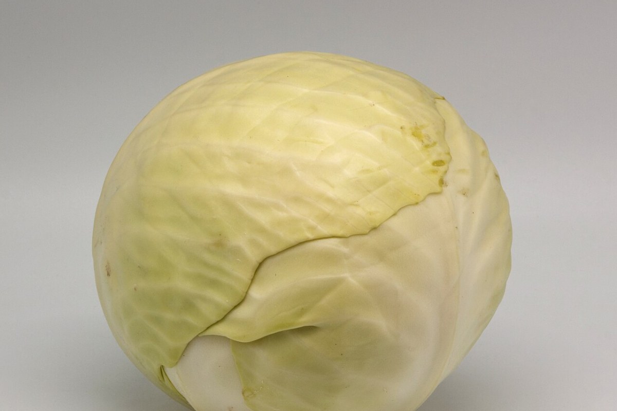 Weißkohl (Brassica oleracea var. capitata f. alba) — Pflanzenfoto