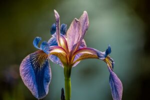 Wieseniris