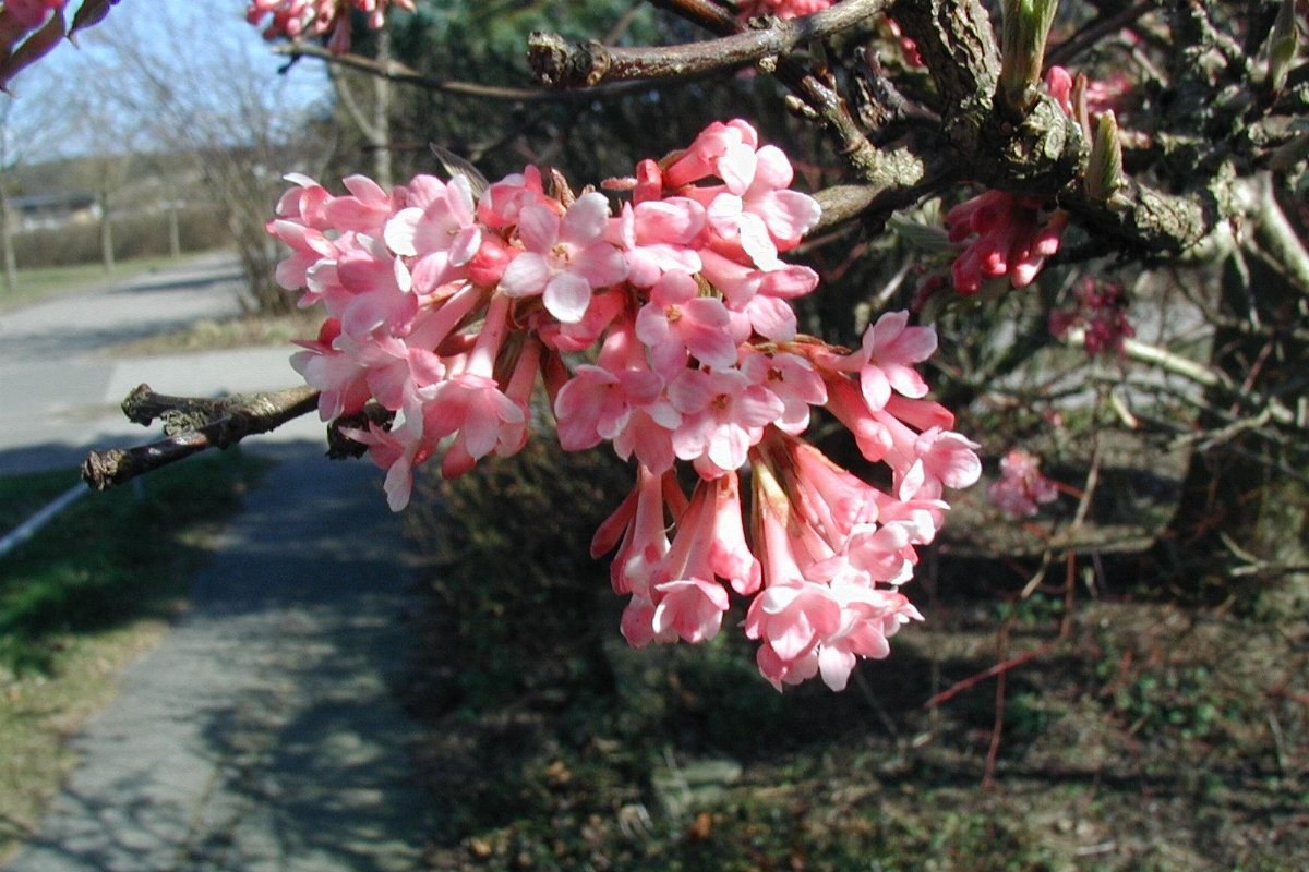 Winterduftschneeball (Viburnum farreri) — Pflanzenfoto