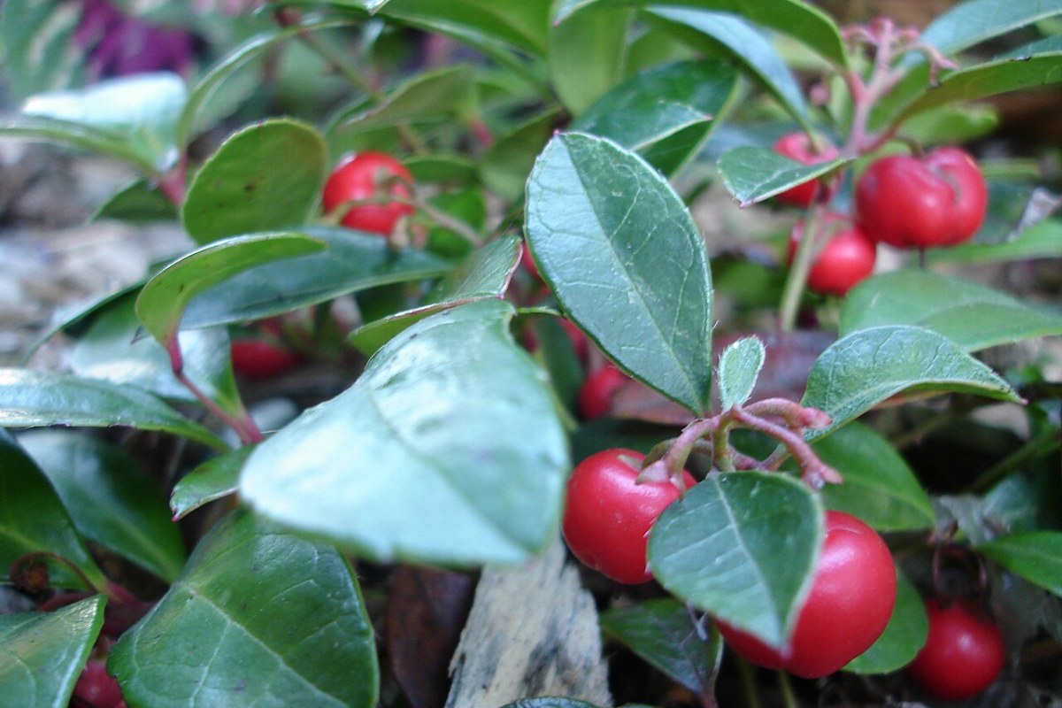 Wintergrün (Gaultheria procumbens) — Pflanzenfoto