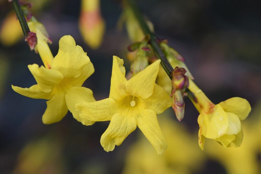 Winterjasmin (Jasminum nudiflorum) — Pflanzenfoto