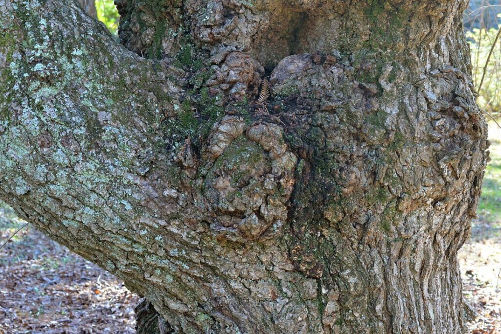 Winterkirsche (Prunus × subhirtella) — Pflanzenfoto