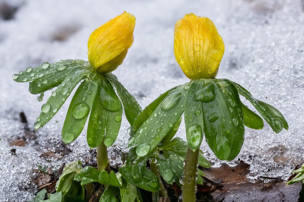 Winterling (Eranthis hyemalis) — Pflanzenfoto