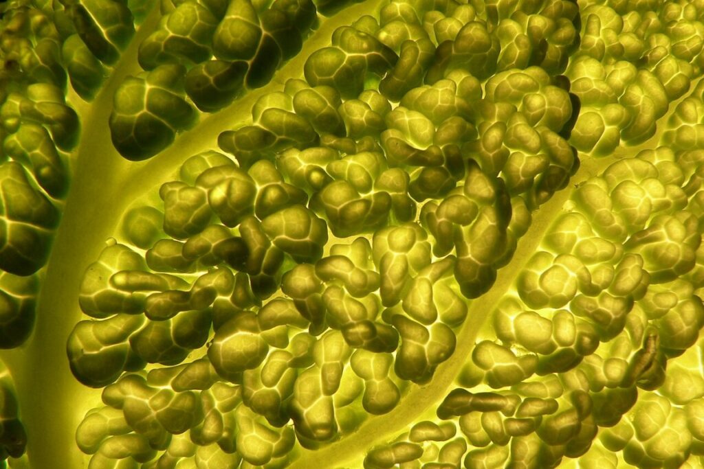 Wirsing (Brassica oleracea var. sabauda) — Pflanzenfoto