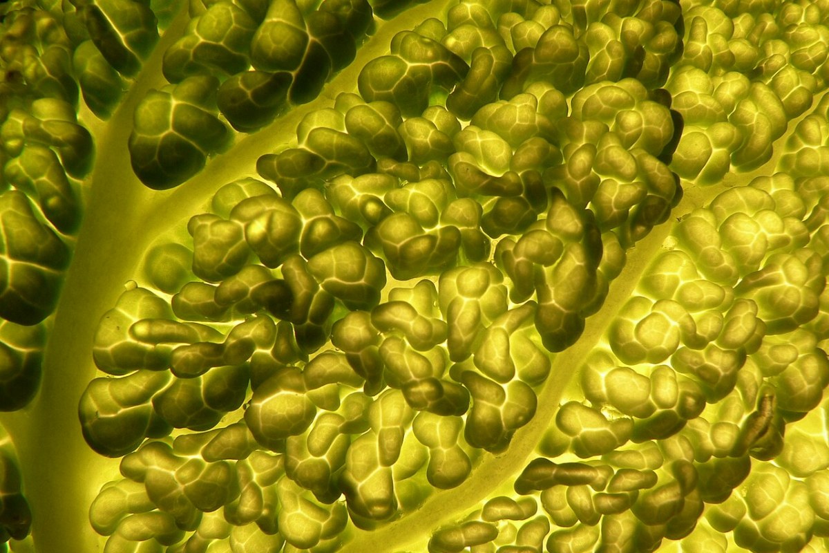 Wirsing (Brassica oleracea var. sabauda) — Pflanzenfoto