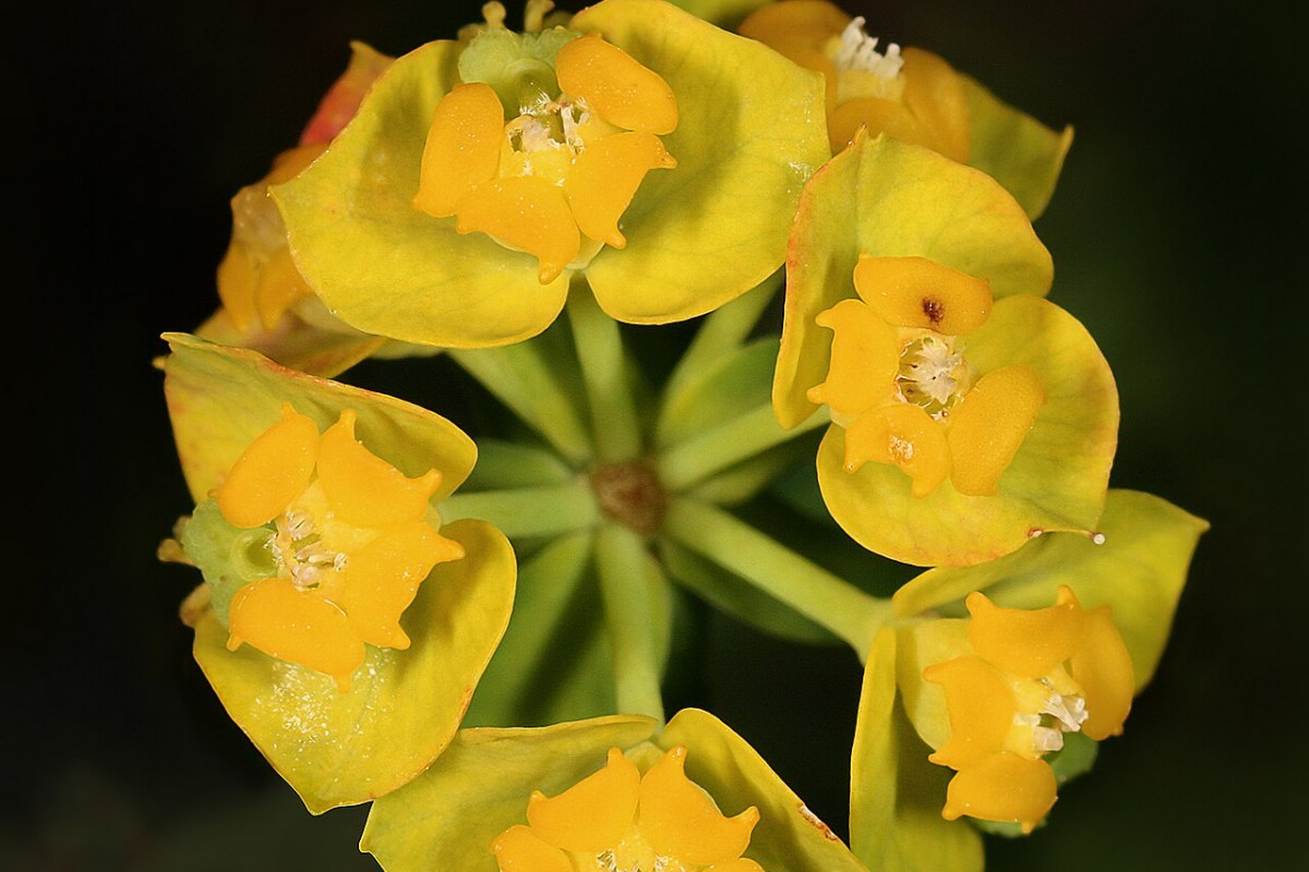 Wolfsmilch (Euphorbia cyparissias) — Pflanzenfoto
