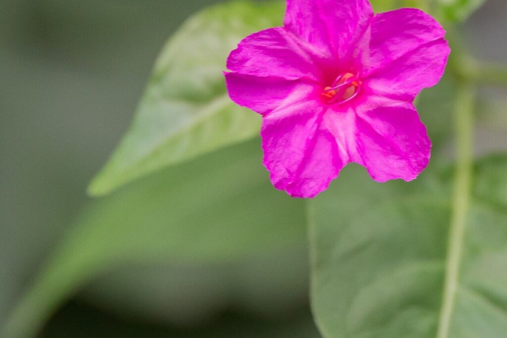 Wunderblume (Mirabilis jalapa) — Pflanzenfoto