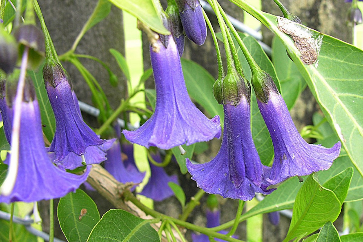 Wunderstrauch (Iochroma australe) — Pflanzenfoto