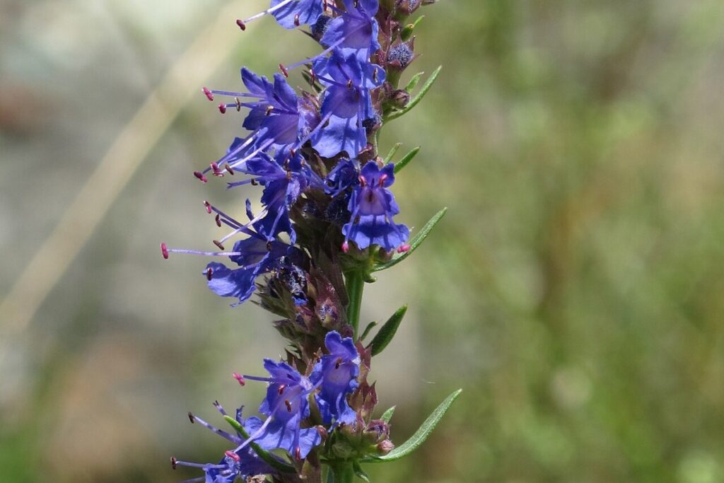 Ysop (Hyssopus officinalis) — Pflanzenfoto