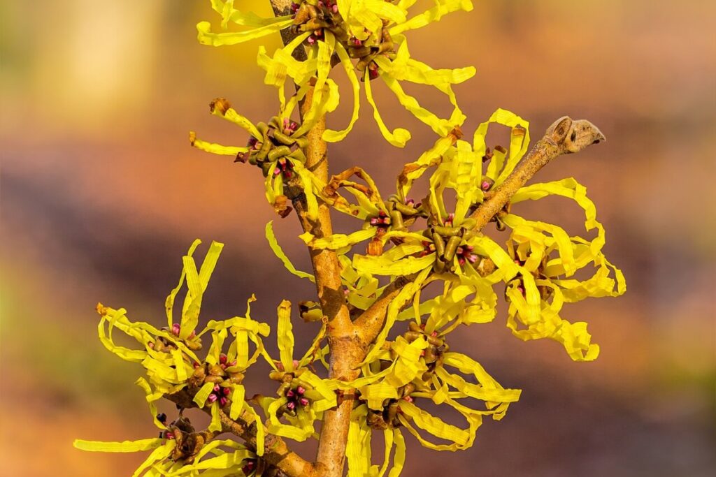 Zaubernuss (Hamamelis × intermedia) — Pflanzenfoto