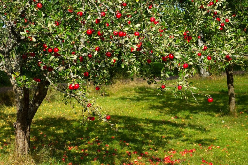 Zierapfel (Malus) — Pflanzenfoto