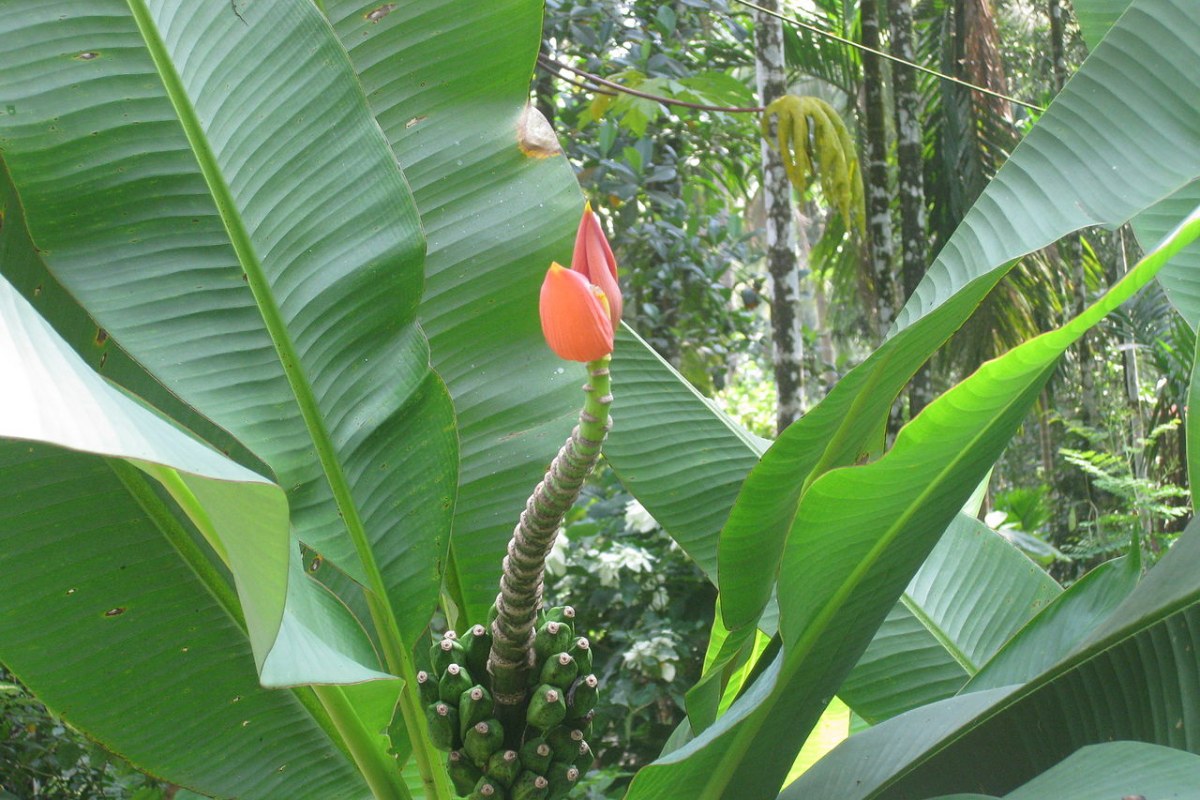 Zierbanane (Musa ornata) — Pflanzenfoto