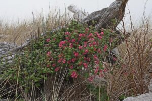 Zierjohannisbeere (Ribes sanguineum)