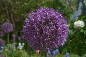 Zierlauch (Allium)