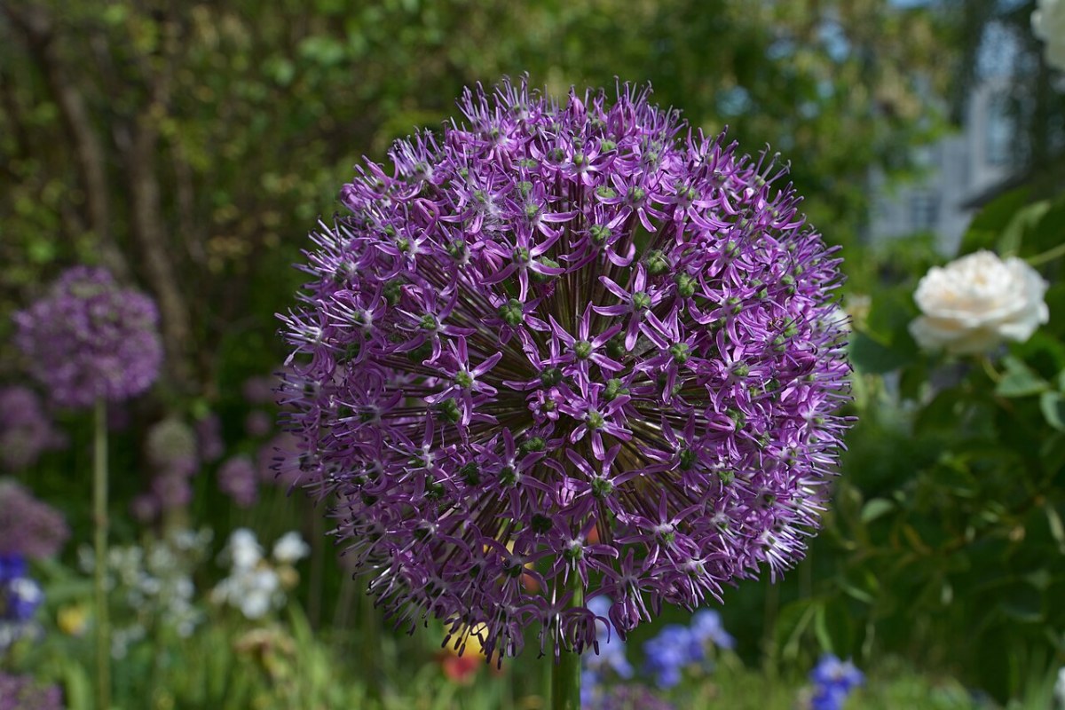 Zierlauch (Allium) (Allium giganteum) — Pflanzenfoto