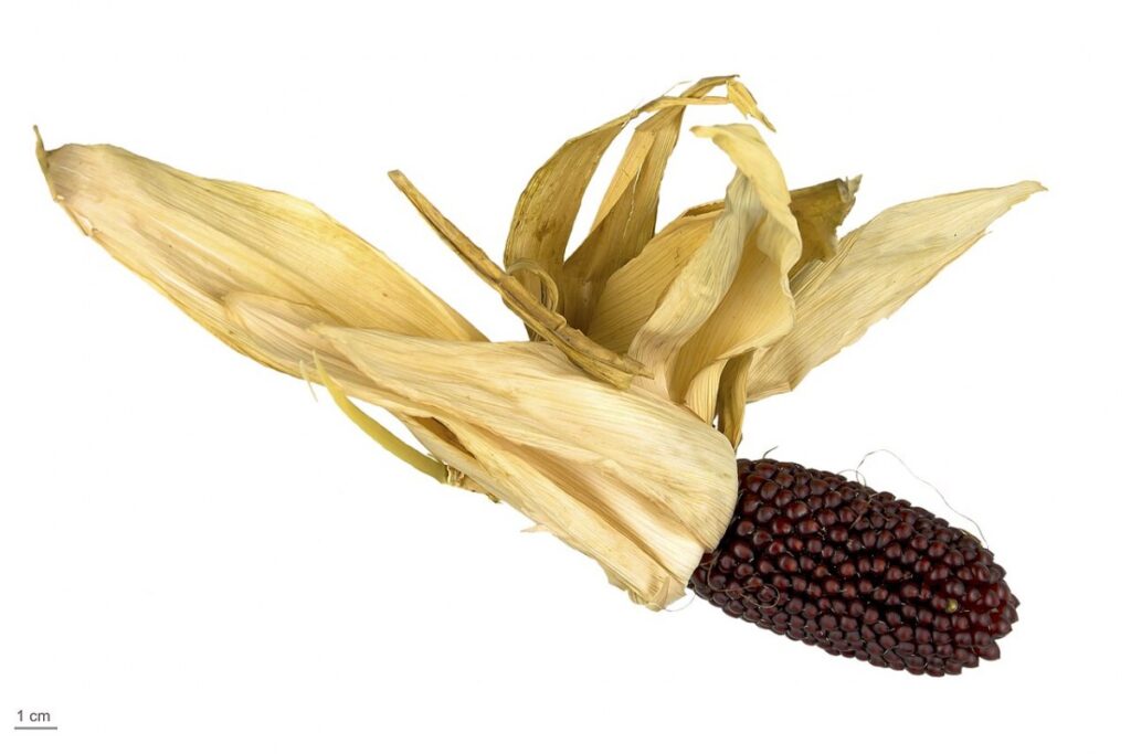 Ziermais (Zea mays 'Strawberry') — Pflanzenfoto