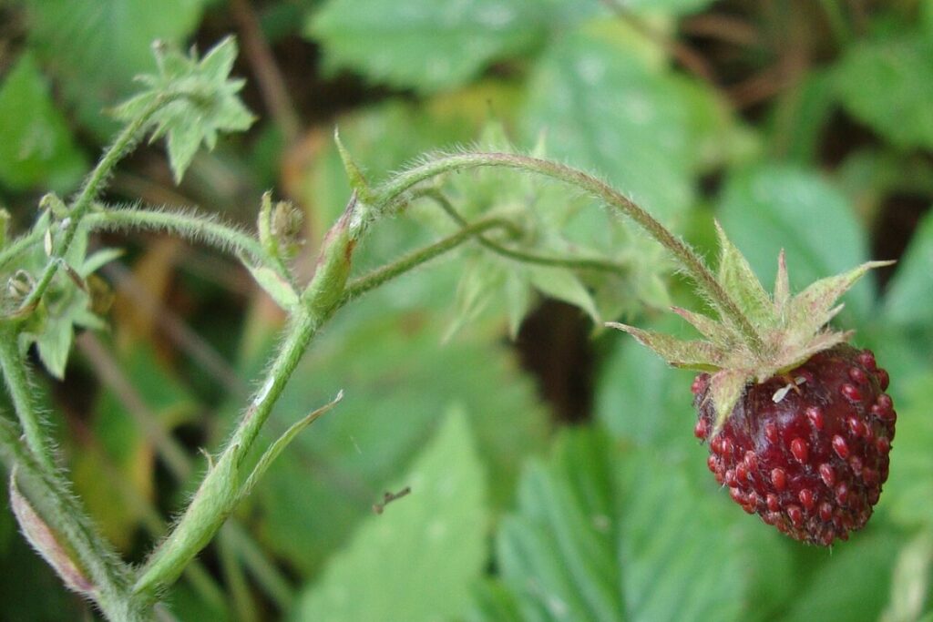 Zimterdbeere (Fragaria moschata) — Pflanzenfoto