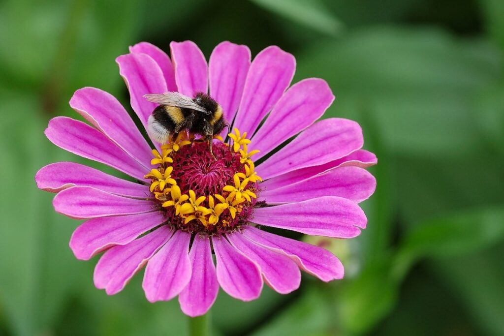 Zinnie (Zinnia elegans) — Pflanzenfoto