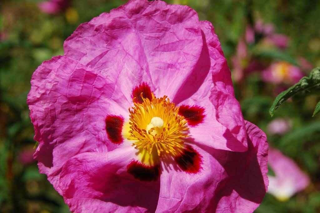 Zistrose (Cistus × purpureus) — Pflanzenfoto