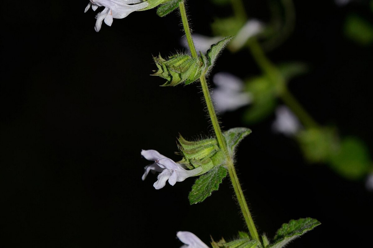 Zitronenmelisse (Melissa officinalis) — Pflanzenfoto