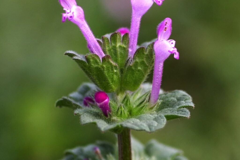 Zweizahn (Lamium amplexicaule) — Pflanzenfoto