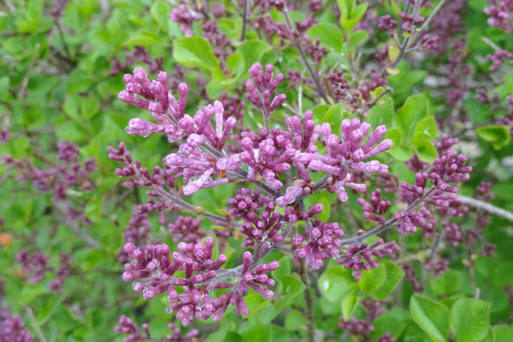 Zwergflieder (Syringa meyeri) — Pflanzenfoto